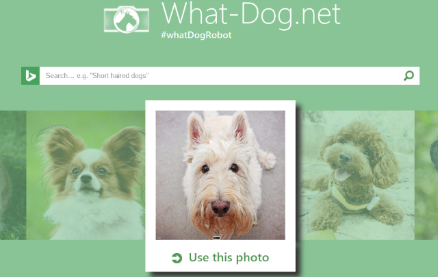 what-dog-net-screenshot