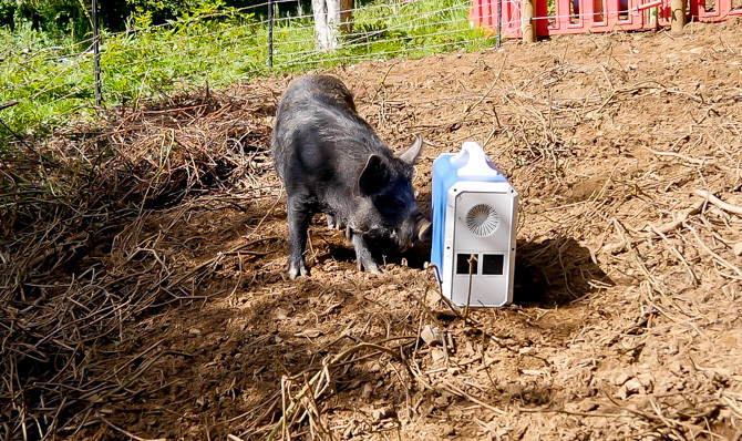 EB240 בחוץ עם חזירים