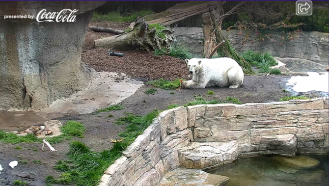 מצלמת דובי הקוטב של גן החיות בסן דייגו