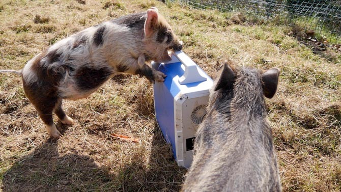 חזירי זומבים תוקפים מחולל כוח בלוטי